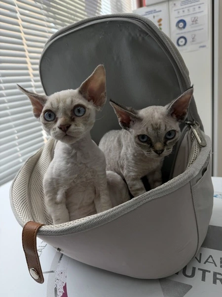 Gatitos Devon Rex Veterinario Benidorm Love Paws