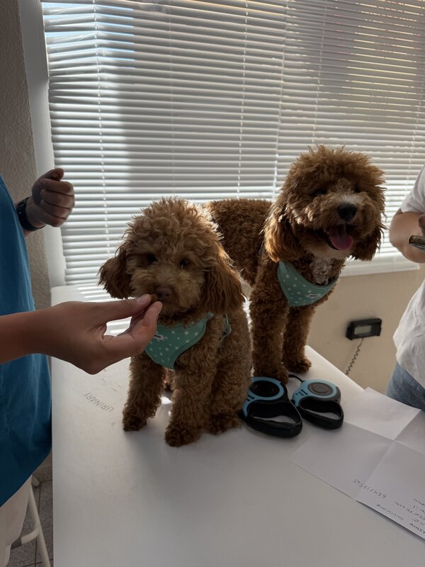 Dogs in Vet Benidorm Love Paws