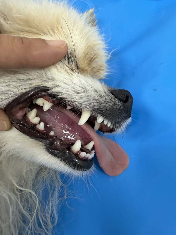 Dentistry for Dogs After