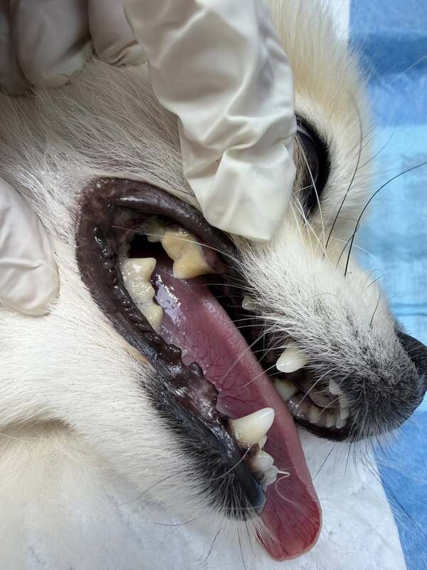 Dentistry for Dogs Before